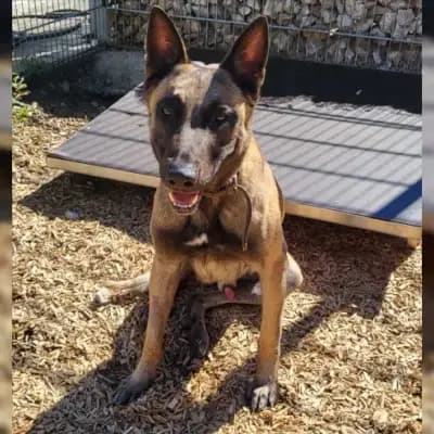 BUDDY 231838