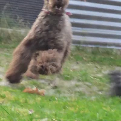 Rico