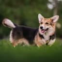 Foto der Rasse Welsh Corgi Pembroke