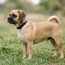 Foto der Rasse Puggle