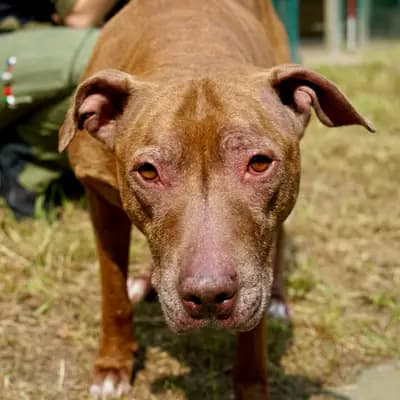 Foto von Emma, einem geretteten American Pitt Bull Terrier in Hamburg.
