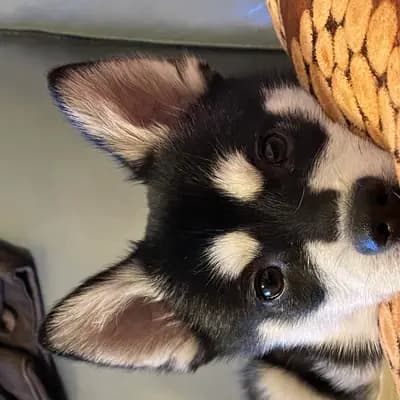 Galerie-Bild von Alaskan Klee Kai at Aurora in Baden-Württemberg, mit Eindrücken unserer Alaskan Klee Kai-Zucht.