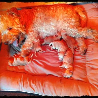Dexter – Airedale Terrier Welpe, Sachsen-Anhalt, 由...饲养 Lakeland Terrier vom Amur