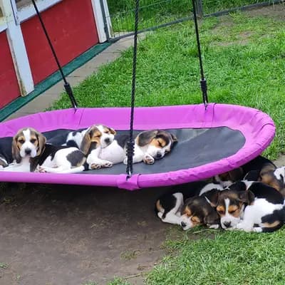 Bild aus "Beagle vom Ostenfeld" in Nordrhein-Westfalen, wo unsere Beagle-Hunde in einer liebevollen Umgebung aufwachsen.