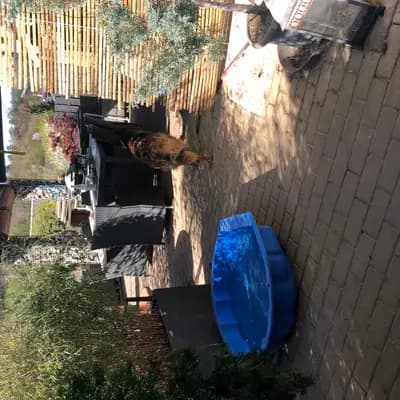Bild aus Altdeutsche Schäferhunde vom Hofe Sankt-Katharina  in Baden-Württemberg, wo unsere Altdeutscher Schäferhund-Hunde in einer liebevollen Umgebung aufwachsen.