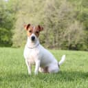 Foto der Rasse Jack Russell Terrier