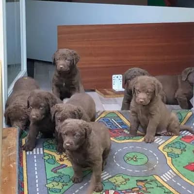Foto des A-Wurf von Chesapeake Bay Retriever in Witchess - Chesapeake Bay Retriever Zucht, aufgenommen in Hessen.