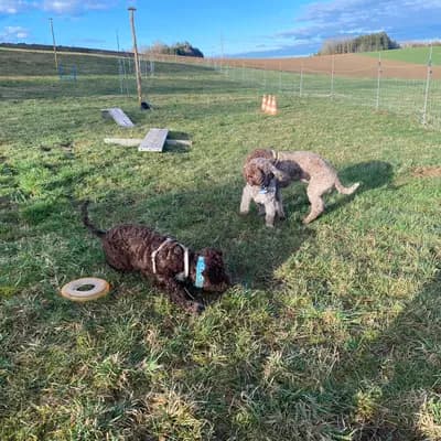 Bild aus Lagottis von der Glonn in Bayern, wo unsere Lagotto Romagnolo-Hunde in einer liebevollen Umgebung aufwachsen.