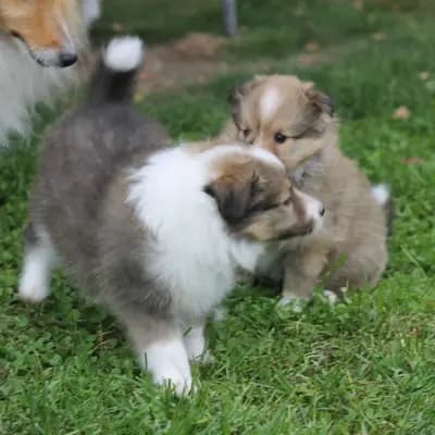 Bild aus Sarah's Dream Shelties & Collies in Bayern, wo unsere Shetland Sheepdog-Hunde in einer liebevollen Umgebung aufwachsen.
