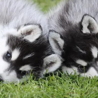Galerie-Bild von Bright Little Bear  in Niedersachsen, mit Eindrücken unserer Siberian Husky-Zucht.