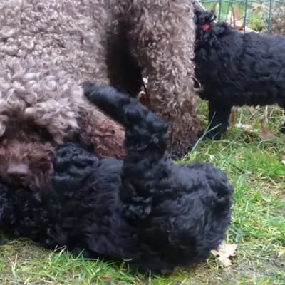 Bild aus Pudelzucht von der Jade in Niedersachsen, wo unsere Zwergpudel-Hunde in einer liebevollen Umgebung aufwachsen.