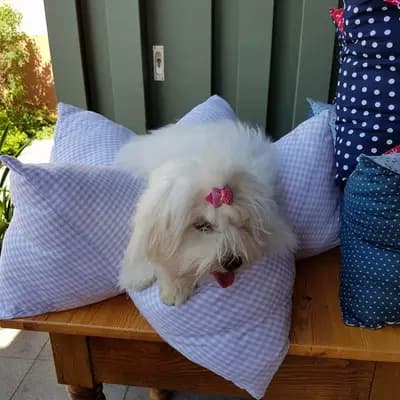 Galerie-Bild von Sweet little white Angel of Paradise  in Nordrhein-Westfalen, mit Eindrücken unserer Coton de Tulear-Zucht.