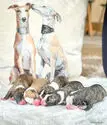 Ari – Whippet Welpe, Bremen, Raised by Bella Bambini 