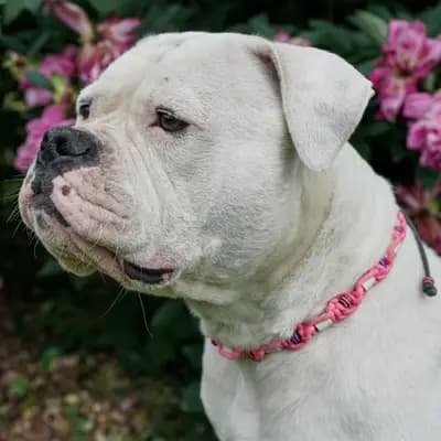 Foto von Heidi, einem Deutsch Drahthaar-Elternhund in Brandenburg.