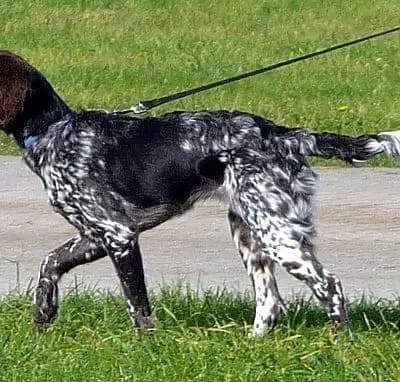 Kleiner Münsterländer – Hunderasse