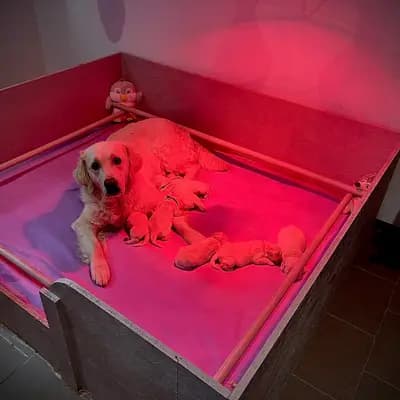 Bild aus Just Gold Pure Love Golden Retriever  in Mecklenburg-Vorpommern, wo unsere Golden Retriever-Hunde in einer liebevollen Umgebung aufwachsen.