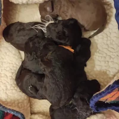 Bild aus Tiny's Stern in Hessen, wo unsere Bedlington Terrier-Hunde in einer liebevollen Umgebung aufwachsen.