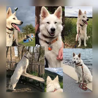 Lani