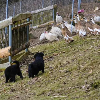 Bild aus Robert Muttenhammer  in Bayern, wo unsere Australian Shepherd-Hunde in einer liebevollen Umgebung aufwachsen.