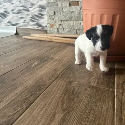 Keks – Parson Russell Terrier Welpe, Brandenburg, 由...饲养 vom Reichenwalder Land