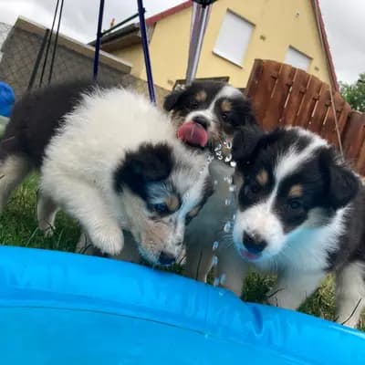 Bild aus Colliezucht 'Of Passion'  in Niedersachsen, wo unsere Collie (Langhaar)-Hunde in einer liebevollen Umgebung aufwachsen.