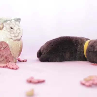Galerie-Bild von Holländische Schäferhunde od Zlaté Sovy in Nordrhein-Westfalen, mit Eindrücken unserer Hollandse Herdershond (Holländischer Schäferhund)-Zucht.