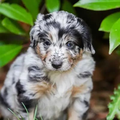 Unsere kleinen Mini Australian Shepherd Herzensbrecher suchen noch ihr perfektes Zuhause – Australian Shepherd Welpe, Hessen, 由...饲养 Pink Paradise