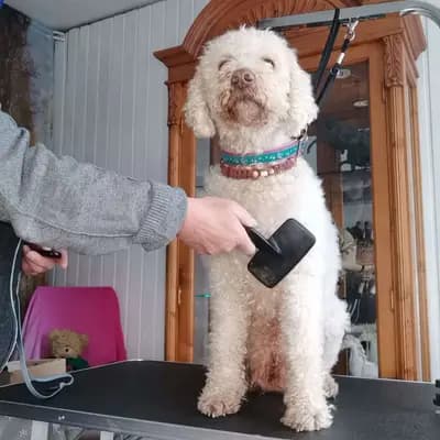 Bild aus Lagotto Romagnolo vom Tietenhof in Niedersachsen, wo unsere Lagotto Romagnolo-Hunde in einer liebevollen Umgebung aufwachsen.