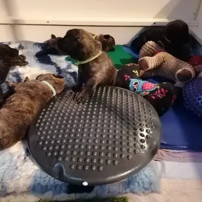 Bild aus Holländische Schäferhunde od Zlaté Sovy in Nordrhein-Westfalen, wo unsere Hollandse Herdershond (Holländischer Schäferhund)-Hunde in einer liebevollen Umgebung aufwachsen.