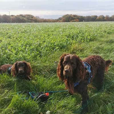 Galerie-Bild von American Water Zucht im Bergischen Land  in Nordrhein-Westfalen, mit Eindrücken unserer American Water Spaniel-Zucht.