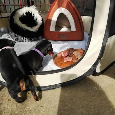 Bild aus Lowermillzwergpinscher  in Baden-Württemberg, wo unsere Zwergpinscher-Hunde in einer liebevollen Umgebung aufwachsen.