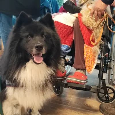 Foto von Flipper, einem Mischlingshunde-Elternhund in Baden-Württemberg.