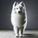 Foto der Rasse Canadian Eskimo Dog
