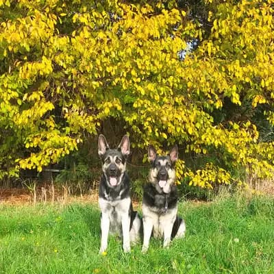 Galerie-Bild von Von Vegas Imperium in Nordrhein-Westfalen, mit Eindrücken unserer Osteuropäischer Schäferhund-Zucht.