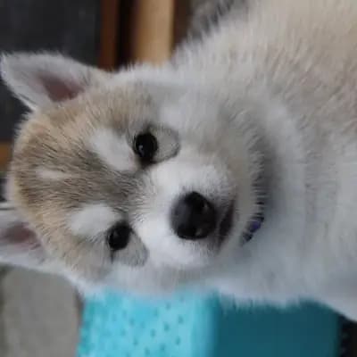 Bright Little Bear Calypso Gold – Siberian Husky Welpe, Niedersachsen