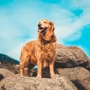 Foto der Rasse Golden Retriever