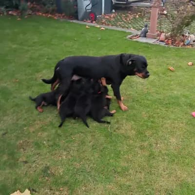 Bild aus Vom Haus Feiler  in North Rhine-Westphalia, wo unsere Rottweiler-Hunde in einer liebevollen Umgebung aufwachsen.