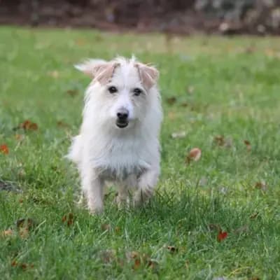 Odin