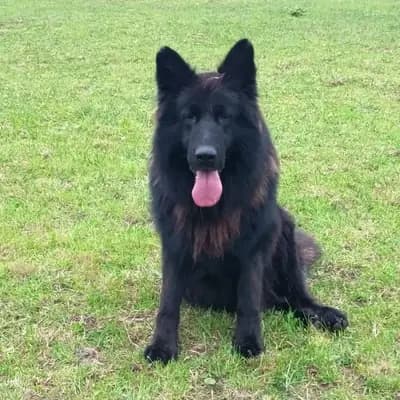 Altdeutscher Schäferhund-Deckrüde – Altdeutscher Schäferhund Welpe, Bayern, 由...饲养 collies und Shelties from little America