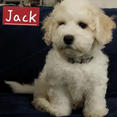 Jack – Bichon Frisé Welpe, Brandenburg, 由...饲养 Bichon Frise Zucht  "Dream Teddy's"