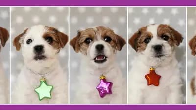 V-Wurf (V-enus-Wurf) – 杰克罗素梗 Wurf, Schleswig-Holstein, 由...饲养 Jack Russell Terrier von der Bramau 
