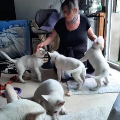 Galerie-Bild von Vom Rehgraben  in Brandenburg, mit Eindrücken unserer Weißer Schweizer Schäferhund-Zucht.