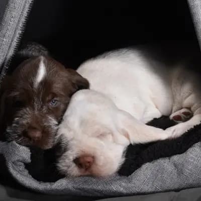 Galerie-Bild von Spinone Italiano vom Bergheimer Hof in Baden-Württemberg, mit Eindrücken unserer Spinone Italiano-Zucht.