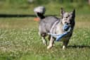 Photo of Swedish Vallhund