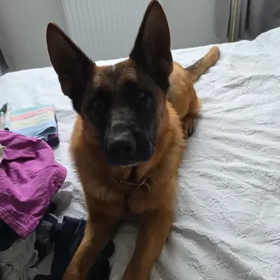 I-Wurf – German Shepherd Wurf, Bern, Raised by Von der guten Freundschaft
