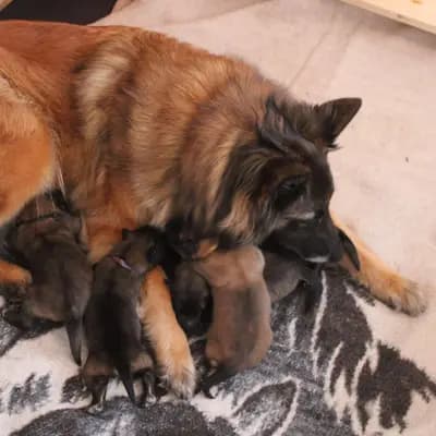 Galerie-Bild von Tervueren vom Stockmars Wälchen in Thüringen, mit Eindrücken unserer Tervueren-Zucht.