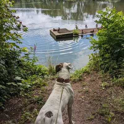 Galerie-Bild von Hegau Bulldog's  in Baden-Württemberg, mit Eindrücken unserer American Bulldog-Zucht.