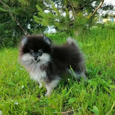 Bild aus Vom Hotzenwald  in Baden-Württemberg, wo unsere Zwergspitz-Hunde in einer liebevollen Umgebung aufwachsen.