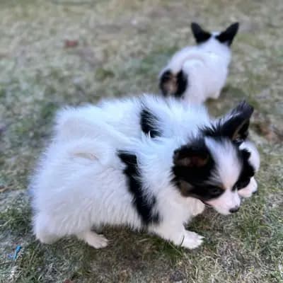 Galerie-Bild von Papillons von der Flussaue  in Niedersachsen, mit Eindrücken unserer Kontinentaler Zwergspaniel (Papillon)-Zucht.