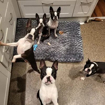Galerie-Bild von Beutler's Boston Terrier in Hessen, mit Eindrücken unserer Boston Terrier-Zucht.